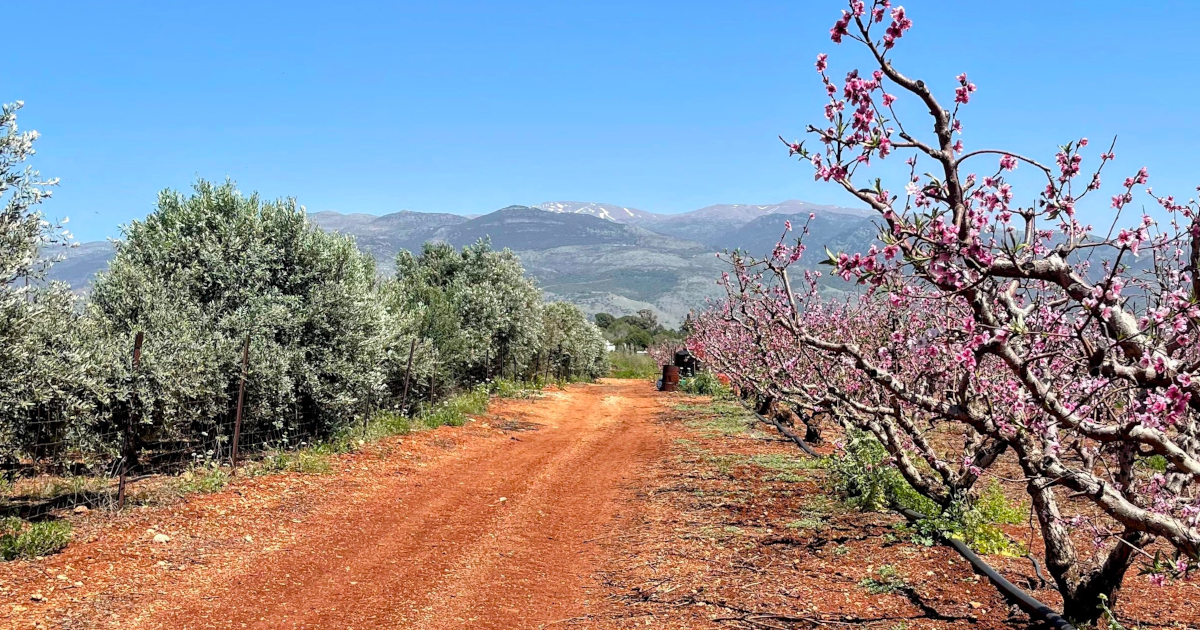 Olive trees on the left, and almonds on the right with a snowy peaks in the horizon - Yuval, Israel