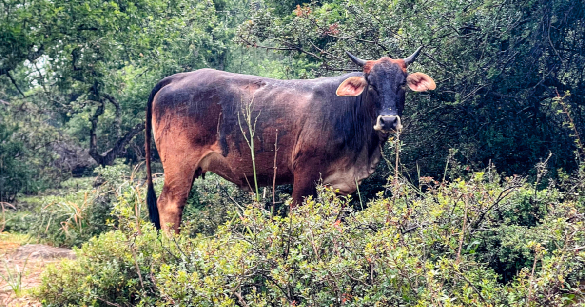 Bored cow looking at me suspiciously